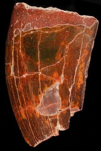 Partial Carcharodontosaurus Tooth #44278